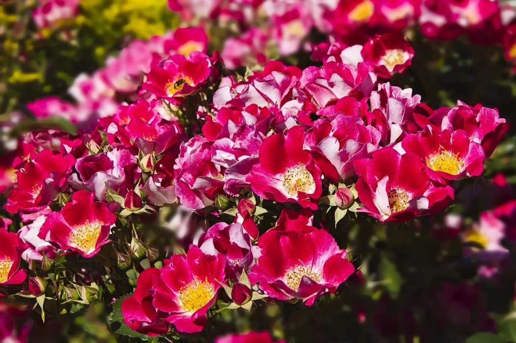 Dog Rose, Queen Elizabeth Park, Vancouver, BC