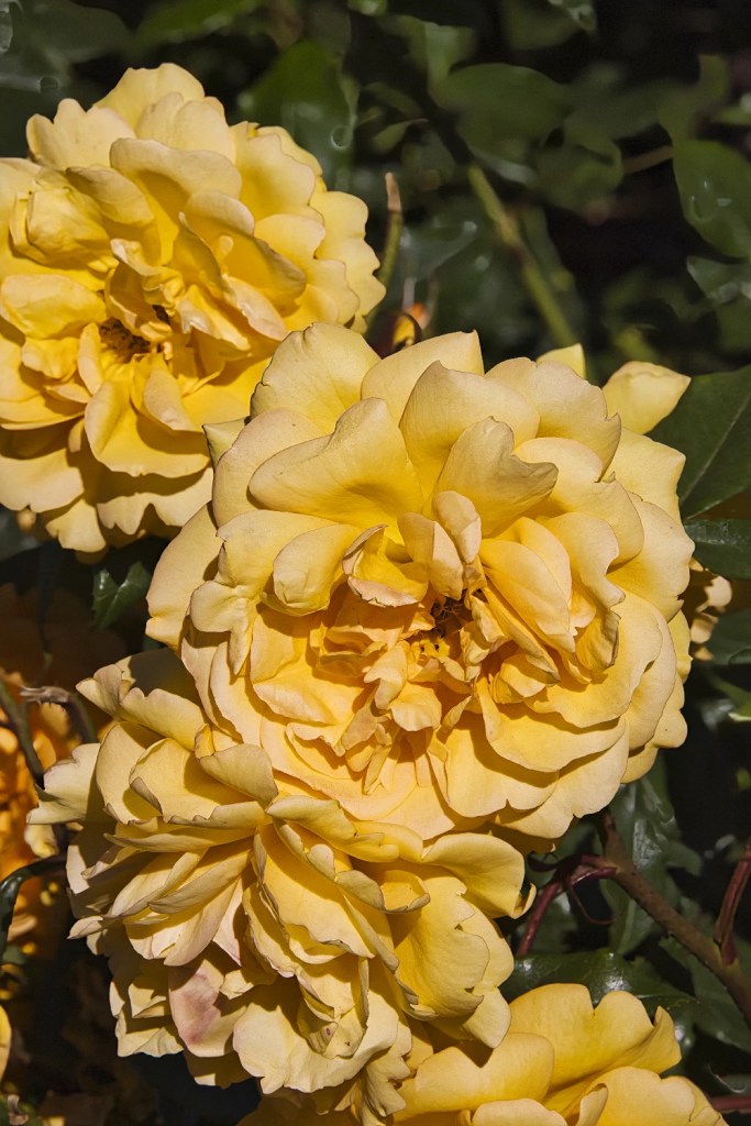 yellow Tea Rose, Queen Elizabeth Park, Vancouver, BC