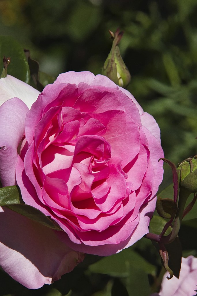 pink Tea Rose, Queen Elizabeth Park, Vancouver, BC