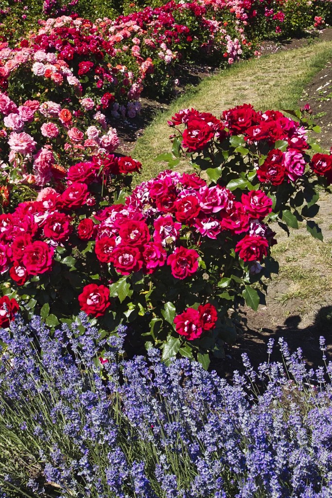 red French Rose and purple Lavender, Queen Elizabeth Park, Vancouver, BC