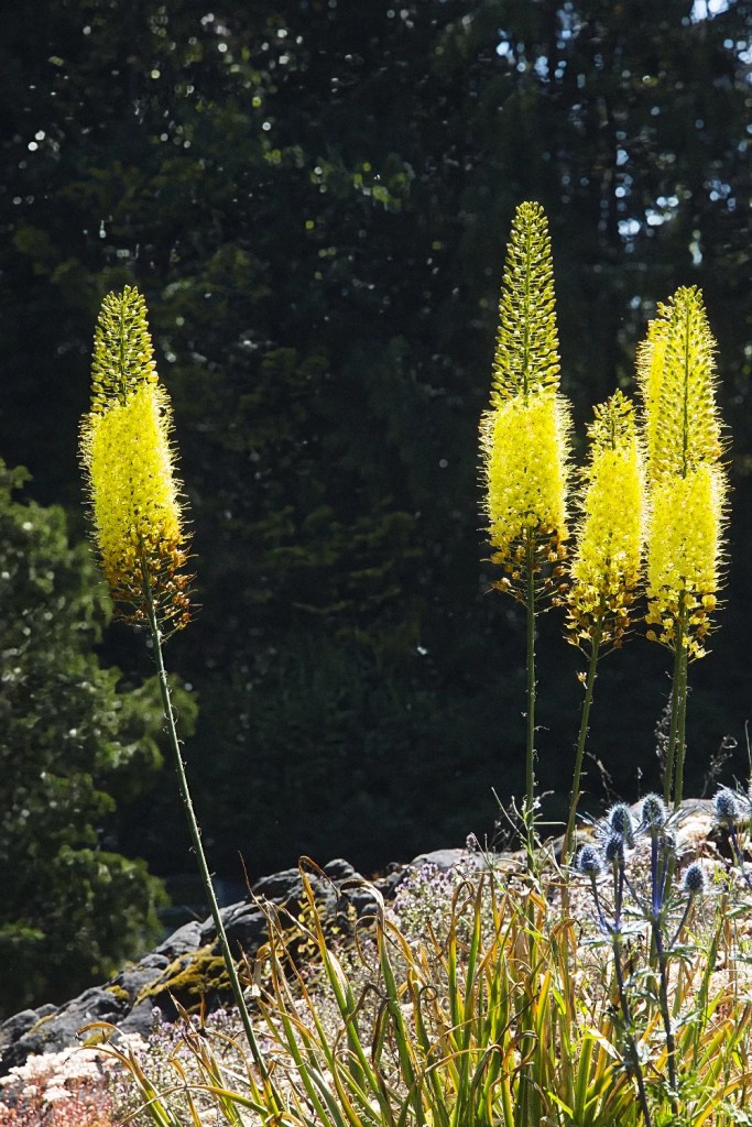 Desert Prince's-plume, Queen Elizabeth Park, Vancouver, BC