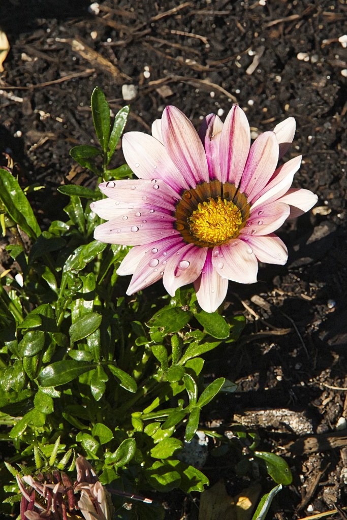 Treasure Flower, Queen Elizabeth Park, Vancouver, BC