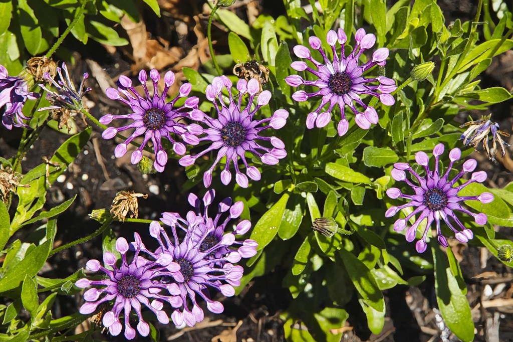 Cape Marguerite, Queen Elizabeth Park, Vancouver, BC