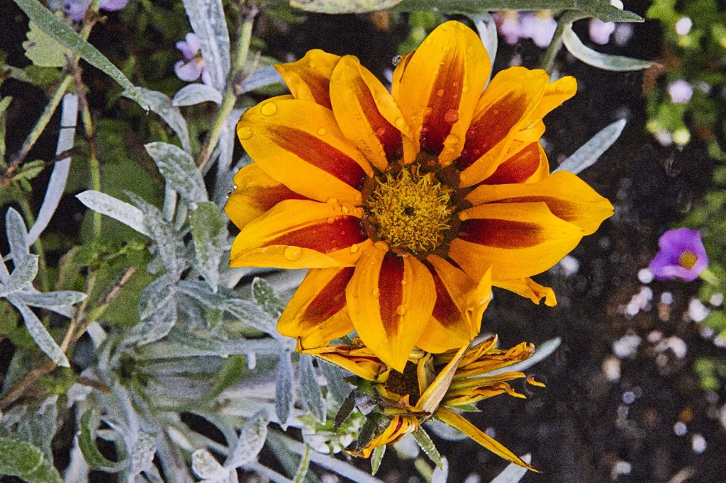 Treasure Flower, Queen Elizabeth Park, Vancouver, BC