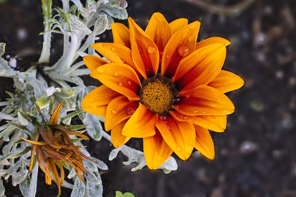 Treasure Flower, Queen Elizabeth Park, Vancouver, BC