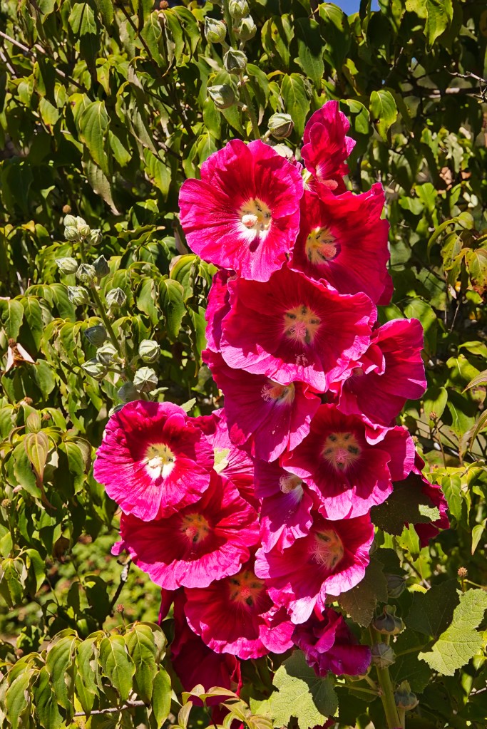 Common Hollyhock, Queen Elizabeth Park, Vancouver, BC