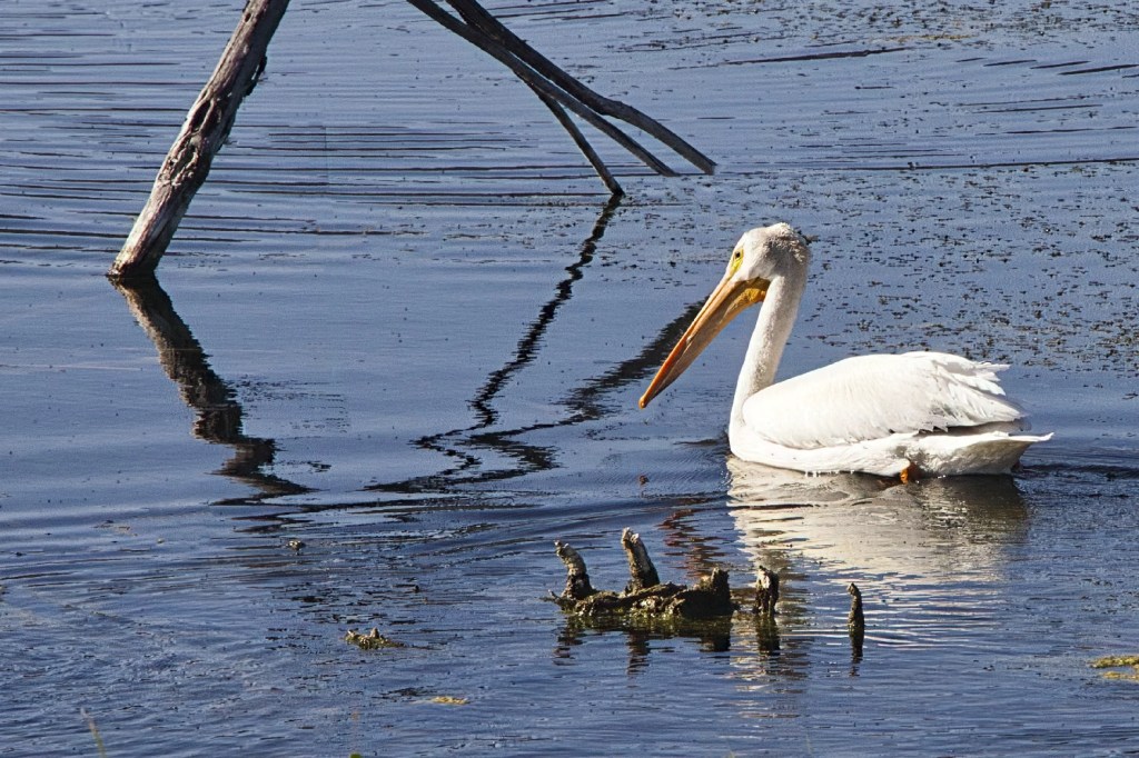 American white pelican, Becher Dam Area, Hwy 20, BC