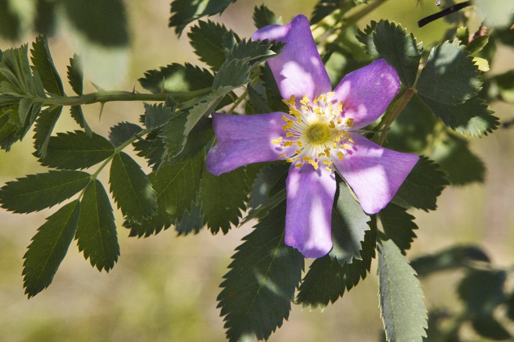 Woods' Rose, Tatla Lake, Hwy 20, BC