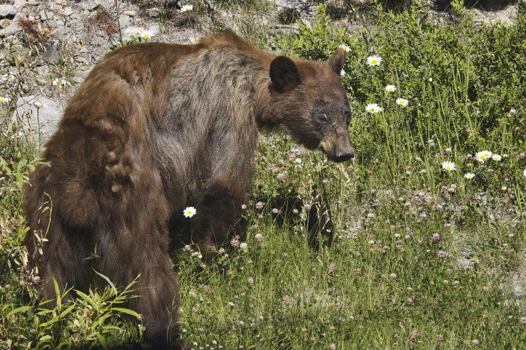 Bear Views, Hwy 20, BC