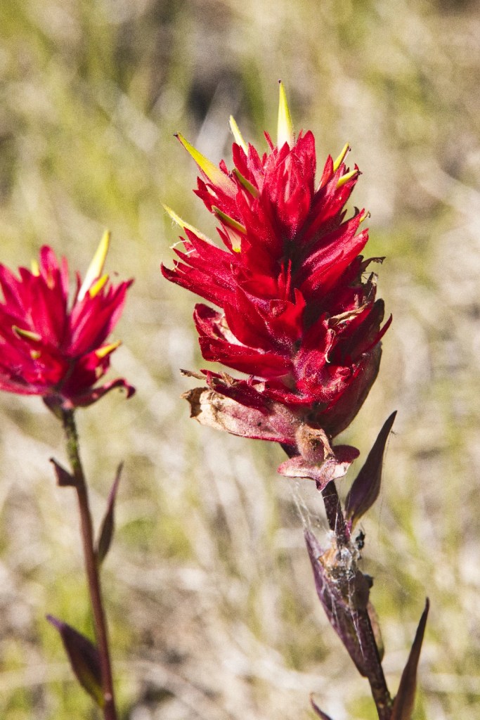 Indian Paintbrush at Viewpoint, Hwy 20, BC
