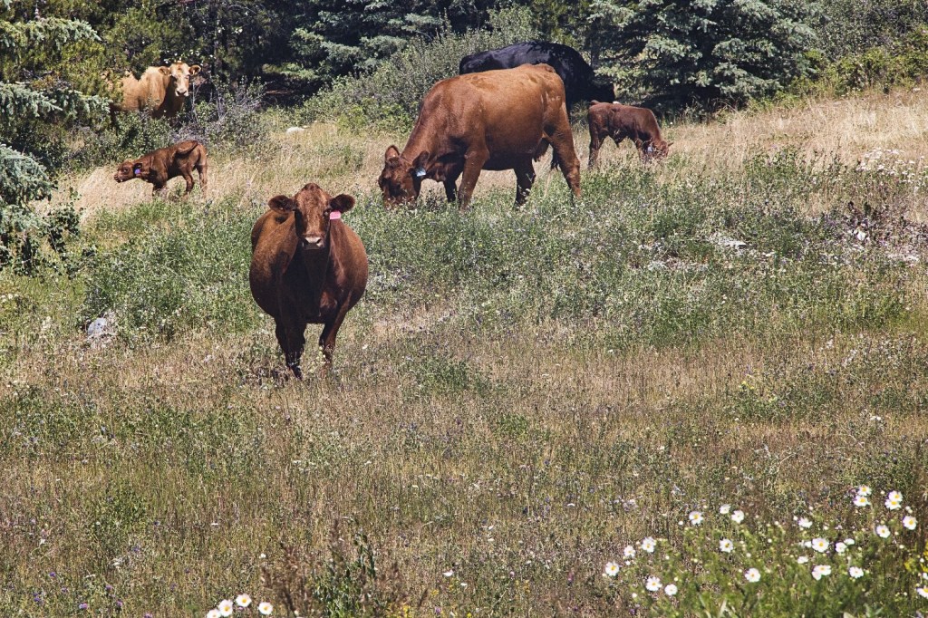Cattle Country, Hwy 20, BC