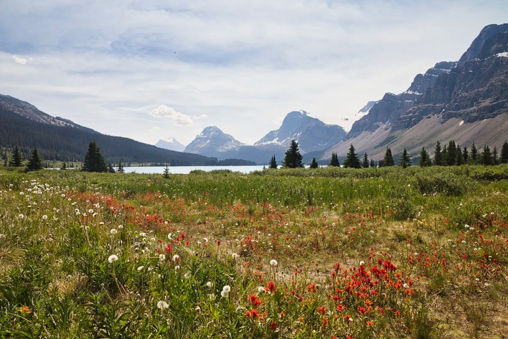 Flower fields at Bow Lake, Banff NP, AB