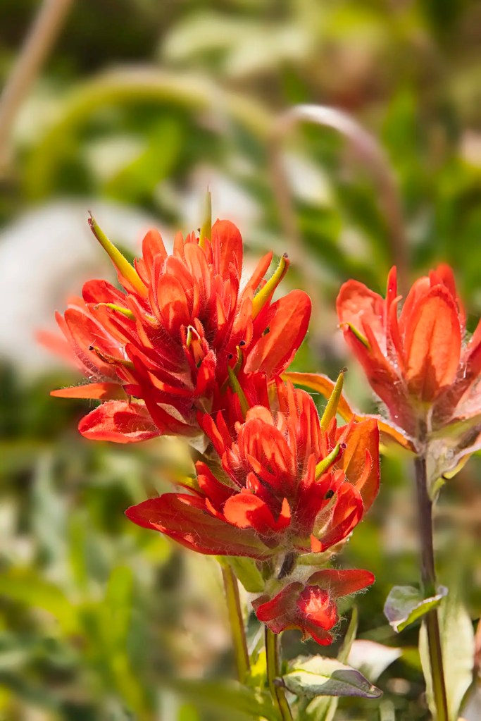Indian Paintbrush at Bow Lake, Banff NP, AB