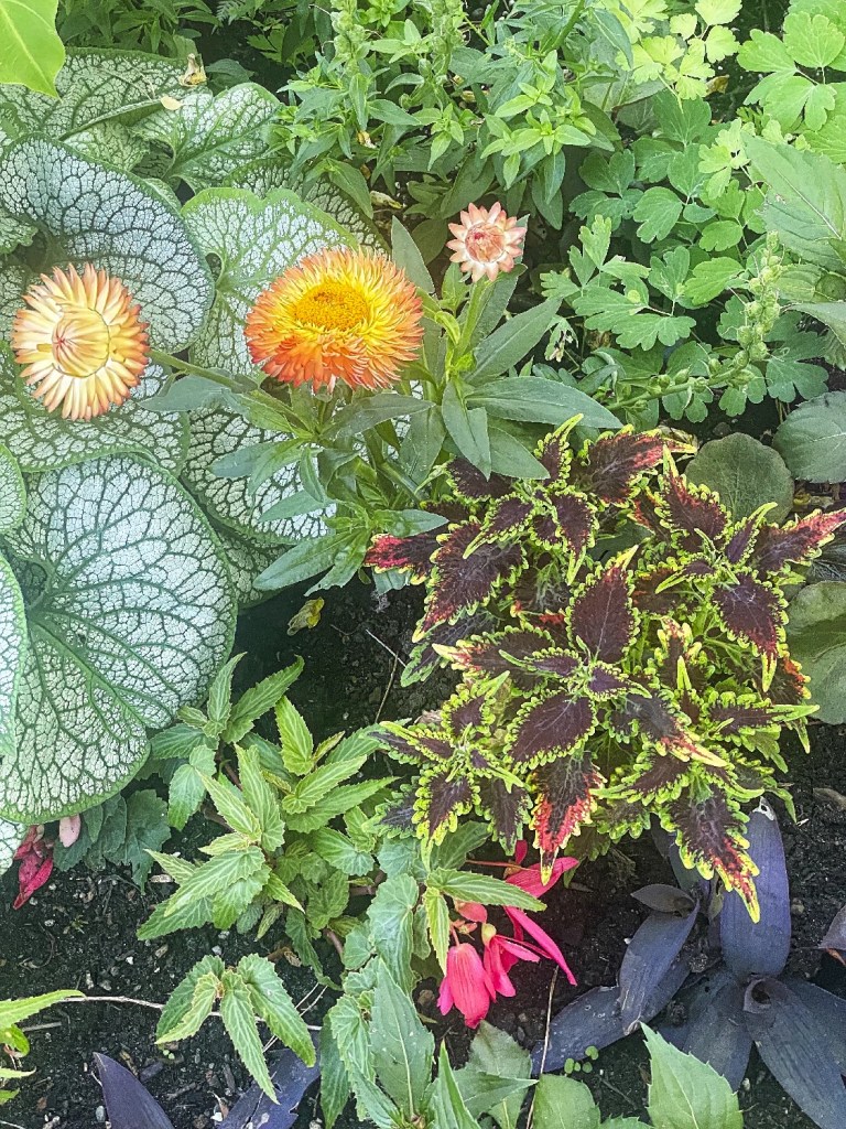Strawflower, Common Coleus, Siberian Bugloss, False Creek, Vancouver, BC