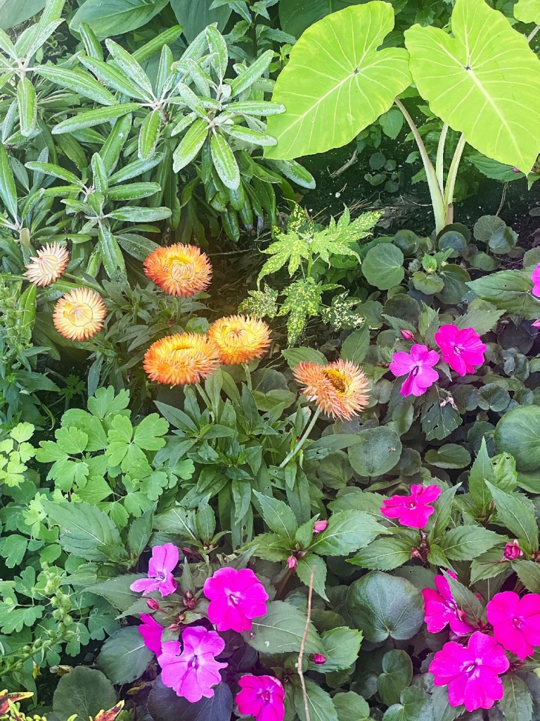 Strawflower & New Guinea Impatiens , False Creek, Vancouver, BC
