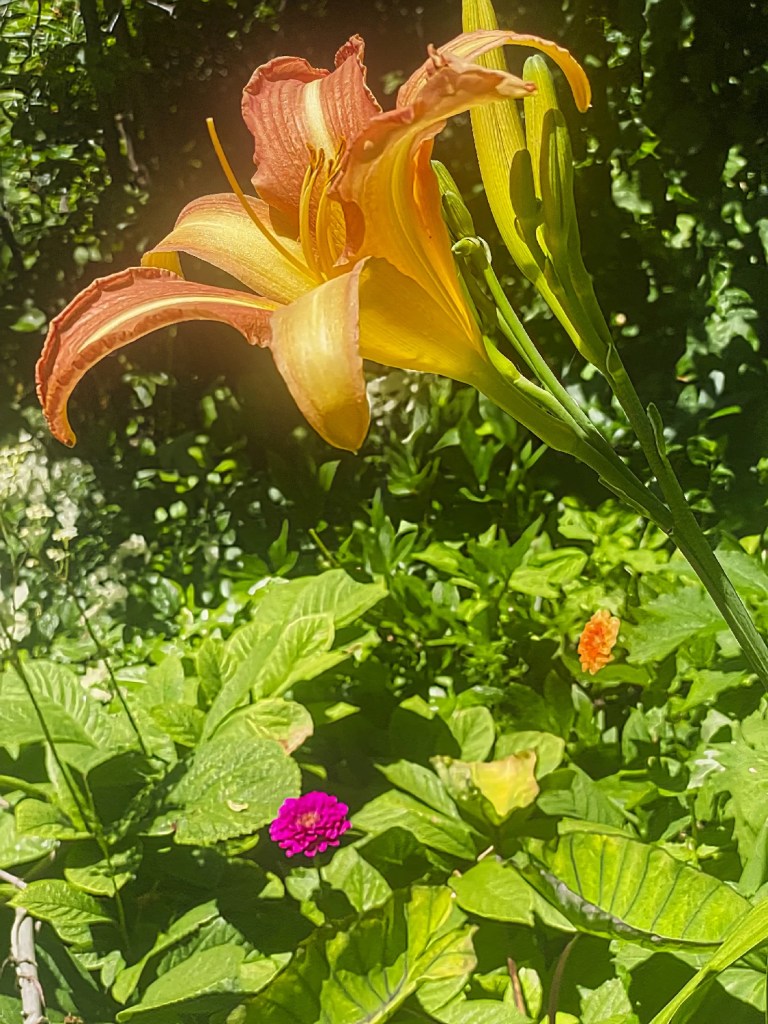 Ditch Lily, False Creek, Vancouver, BC