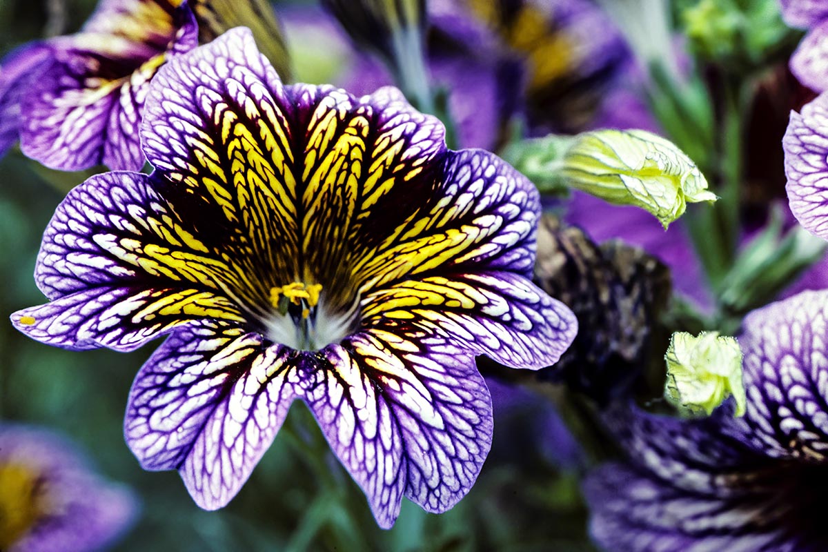 Velvet Trumpet flower, Butchart Gardens, BC