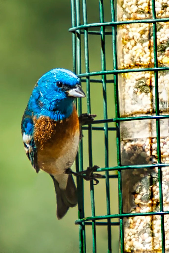 Lazuli Bunting