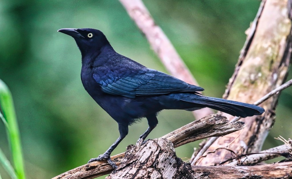 Carib Grackle, Anse la Raye & Cedar Heights Beach, St Lucia