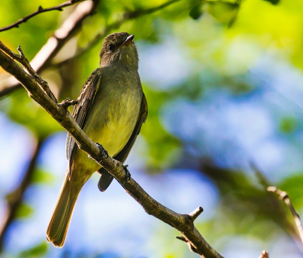 Caribbean Elaenia, Praslin