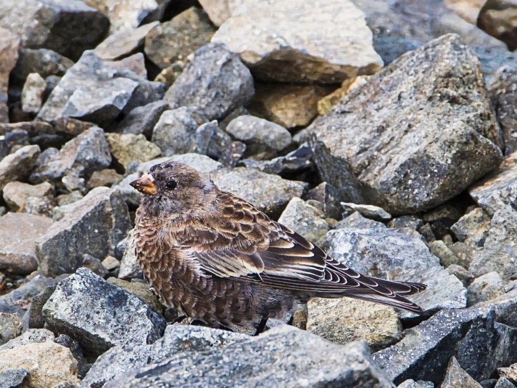 Gray-crowned Rosy-Finch, Fremont Lookout Trail, Mount Rainier NP, WA