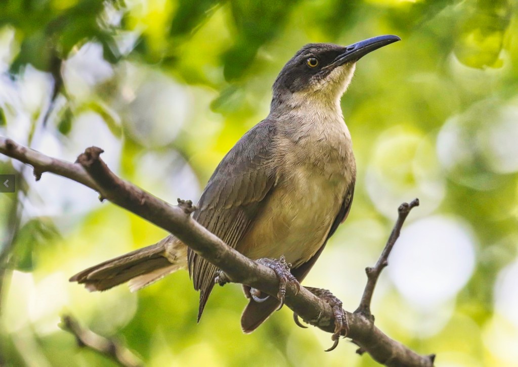 Gray Trembler, Praslin