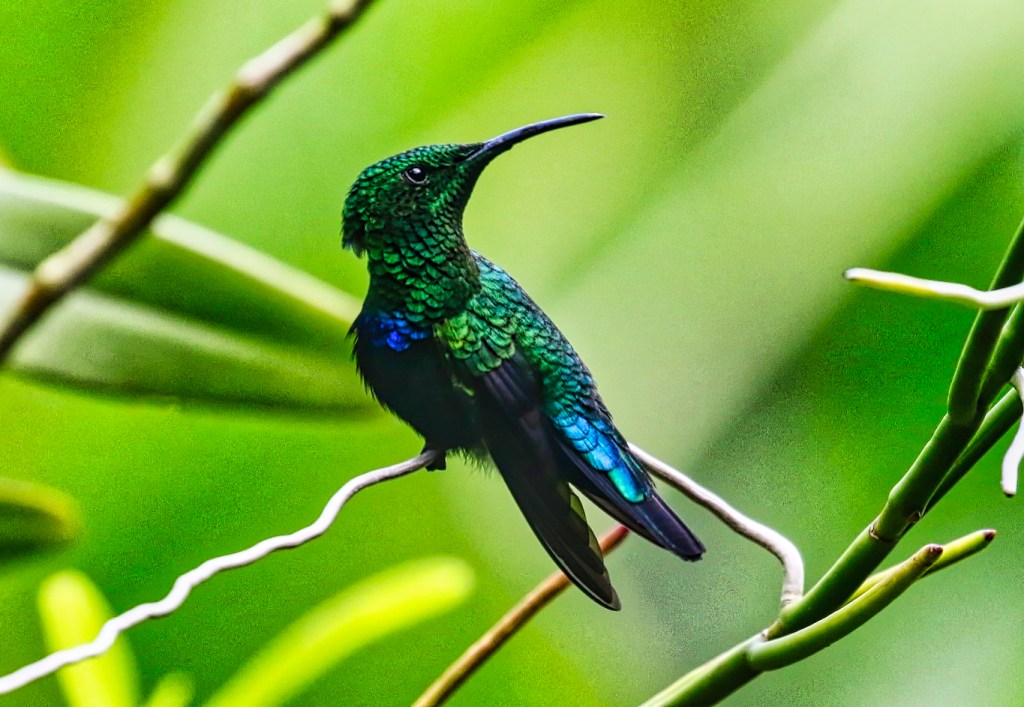 Green-throated Carib, Diamond Botanical Gardens