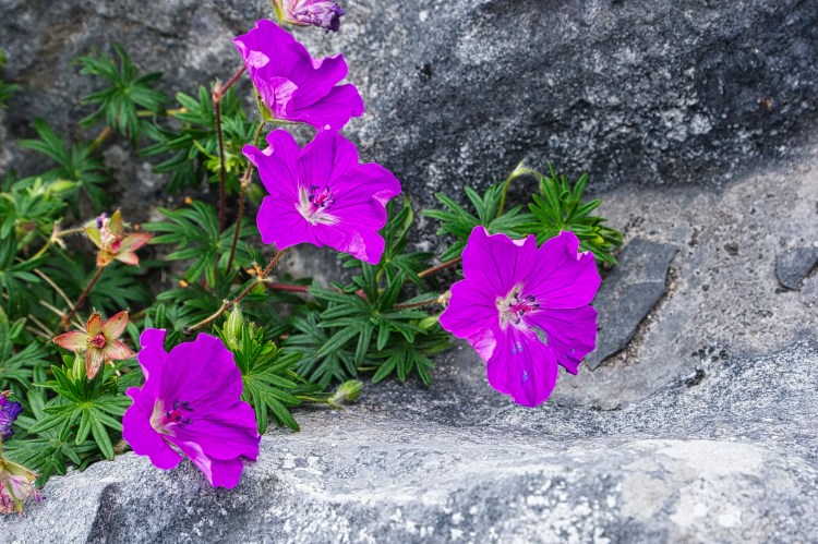 Bloody Cranesbill, Geranium, The Burren, Ireland