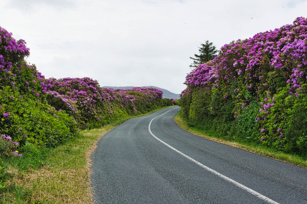 Colourful Rhododendrons, Highway L1405, Achill Island, Co. Mayo, Ireland
