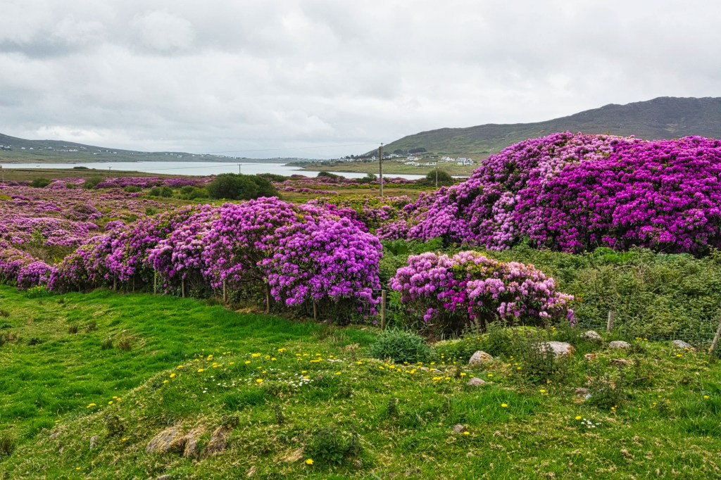 Colourful Rhododendrons, Highway L1405, Achill Island, Co. Mayo, Ireland