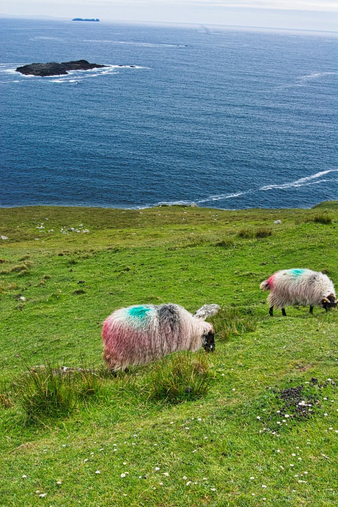 Colourful Sheep, Highway L1405, Achill Island, Co. Mayo, Ireland