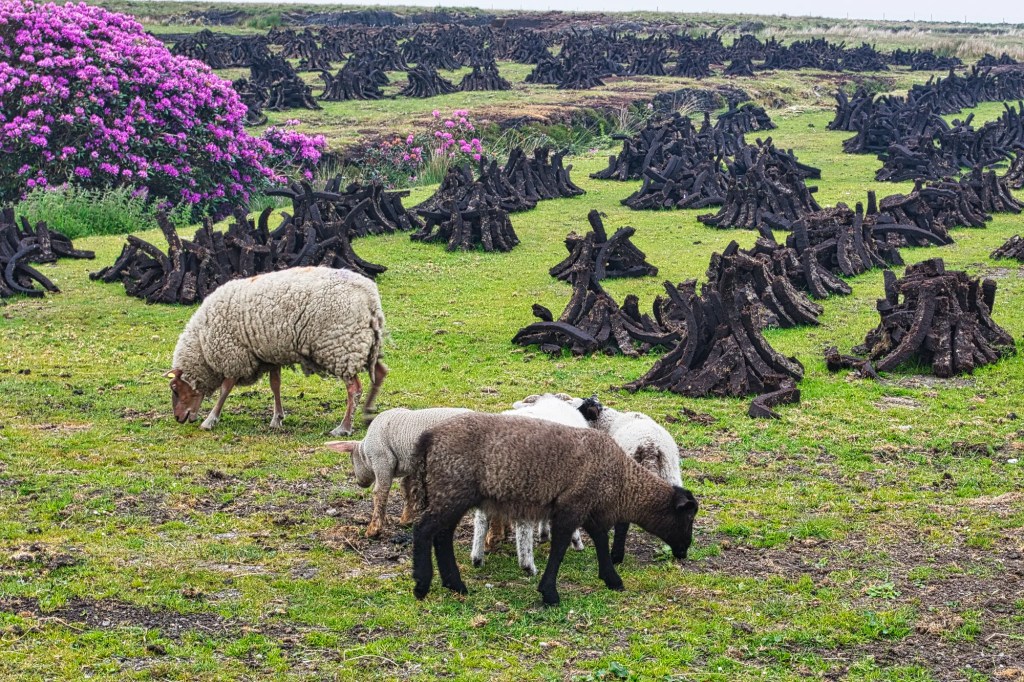 Peat Farm Sheep,, Portacloy, Co. Mayo, Ireland