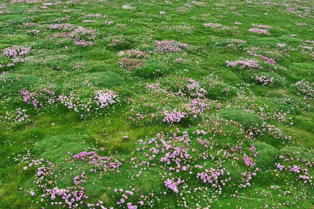 Sea Thrift, Downpatrick Head, Co. Mayo, Ireland