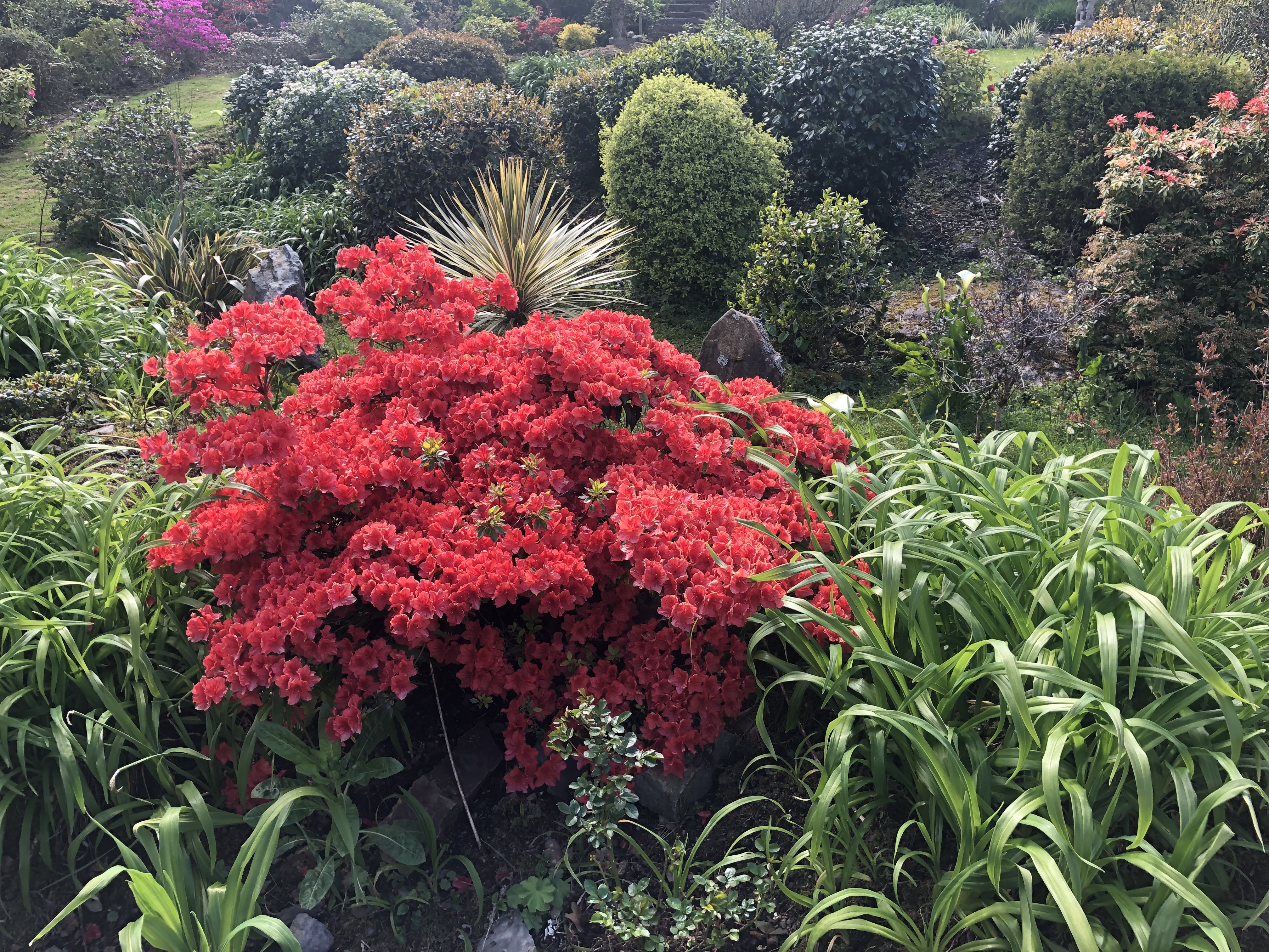 Rhododendron Bushes, Healy Pass