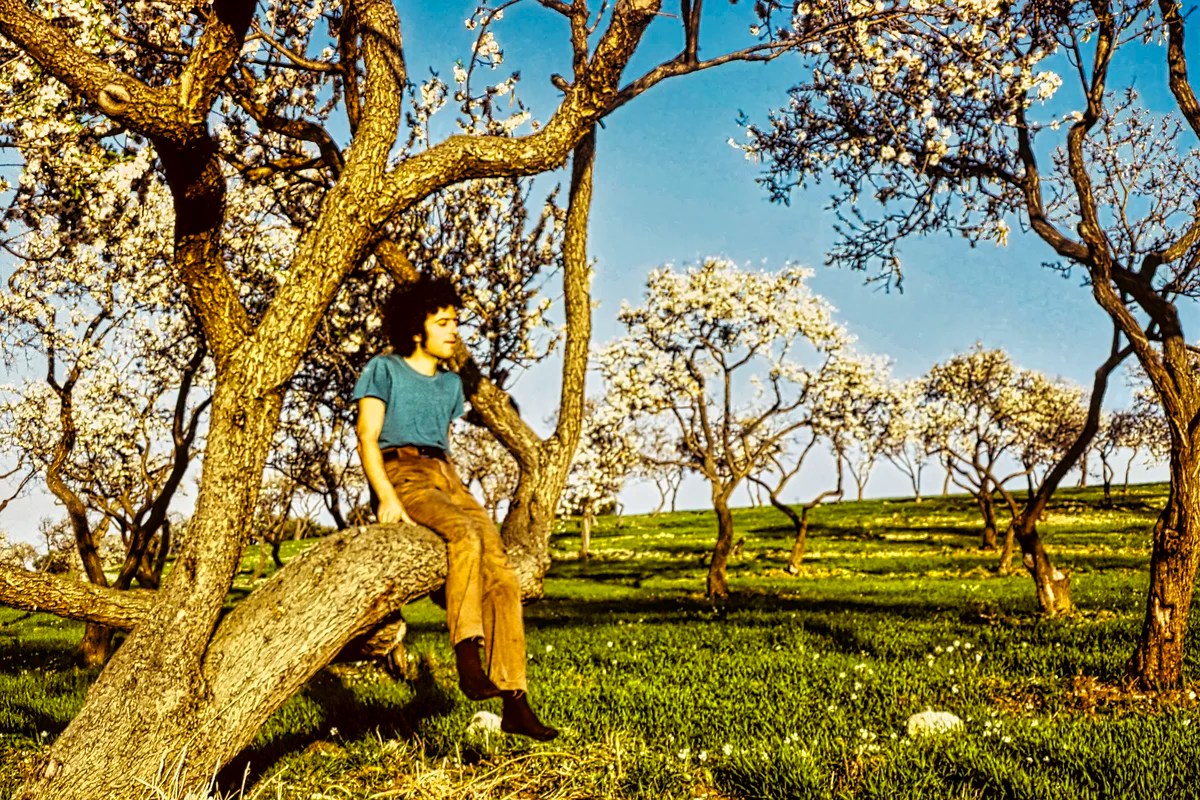 Almond Blossom Trees, Valley of the Temples, Agrigento, Sicily