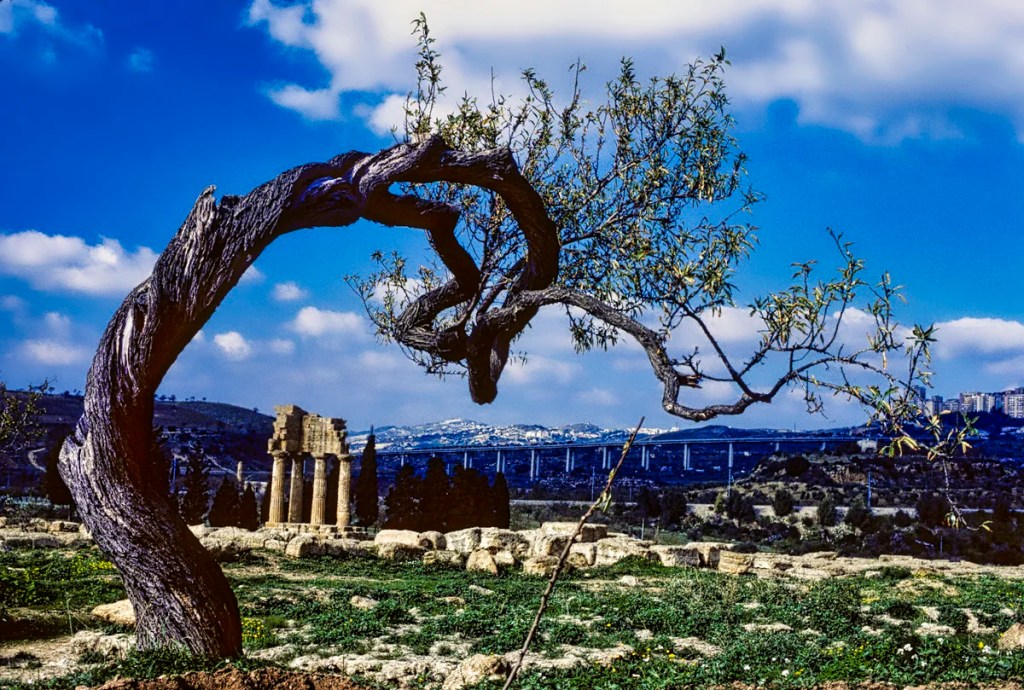 Temple of Dioscuri view, Agrigento