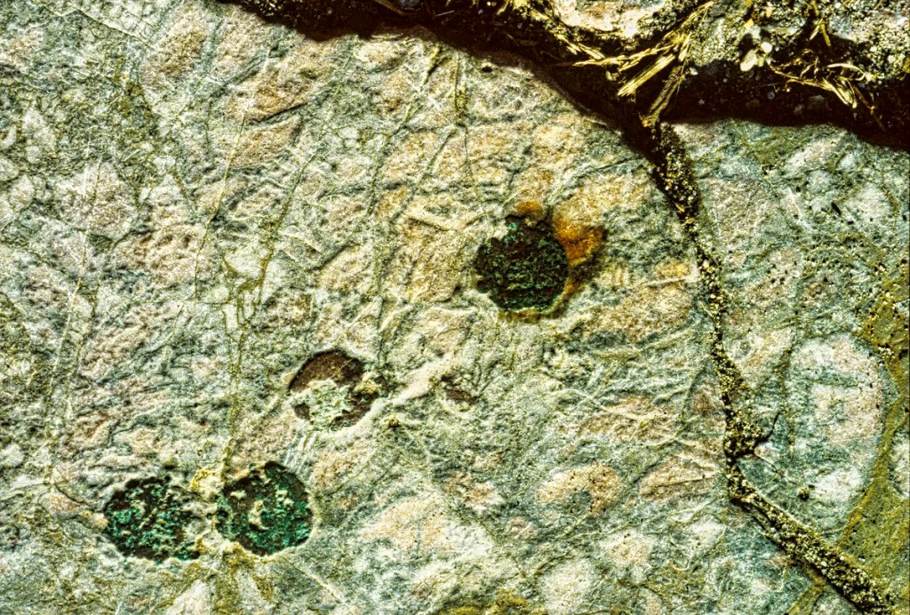 Foreign Coins fused into floor of Basilica Aemilia, Forum, Rome