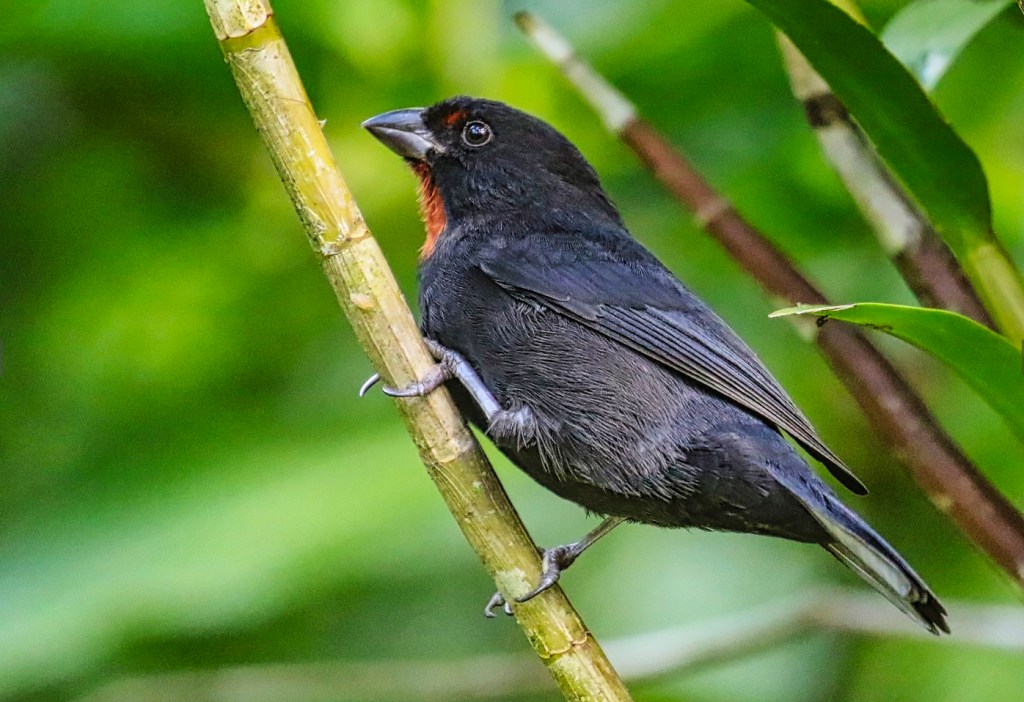 Lesser Antillean Bullfinch, Diamond Botanical Gardens