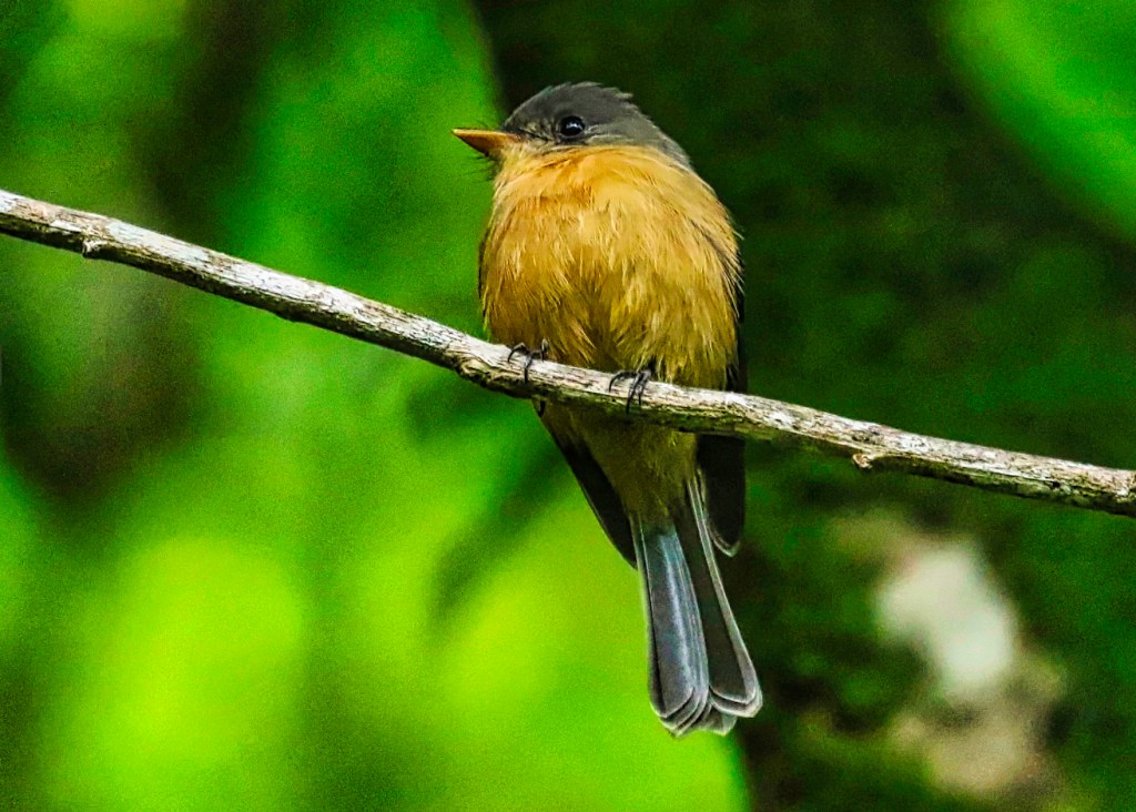 Lesser Antillean Pewee, Belvedere Rd, St. Lucia