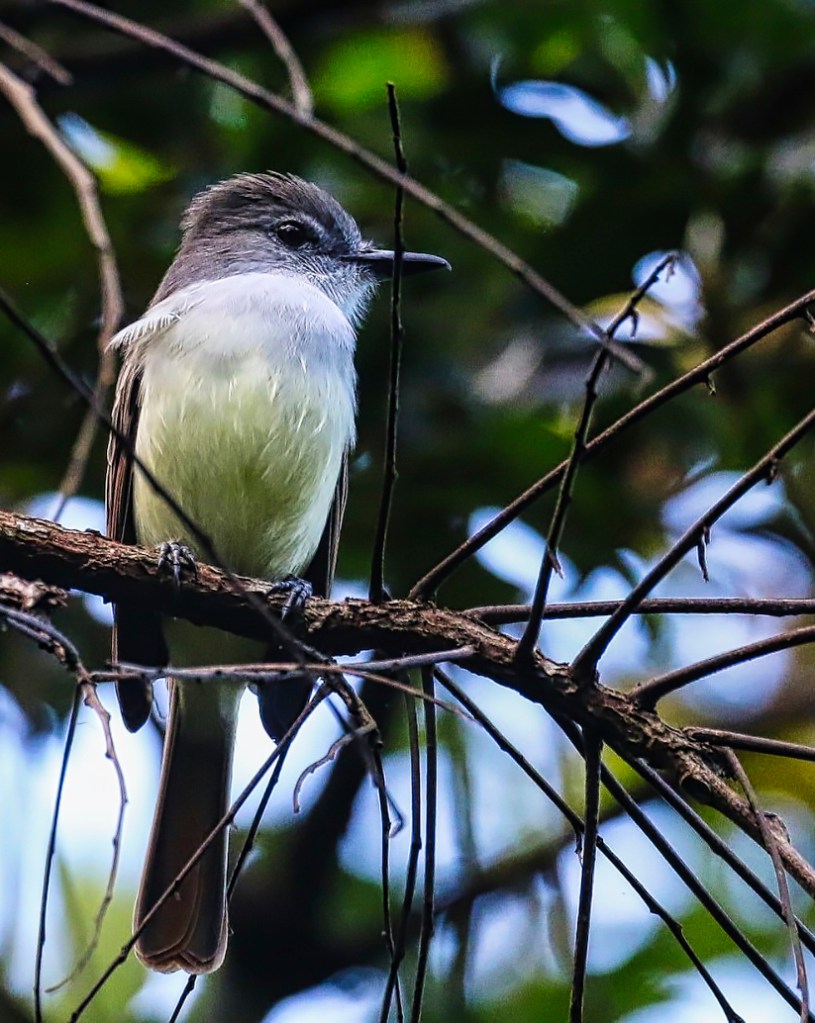 Lesser Antillean Flycatcher, Belvedere Rd, St. Lucia