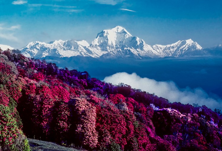 Dhaulagiri View from Pun Hill, Nepal