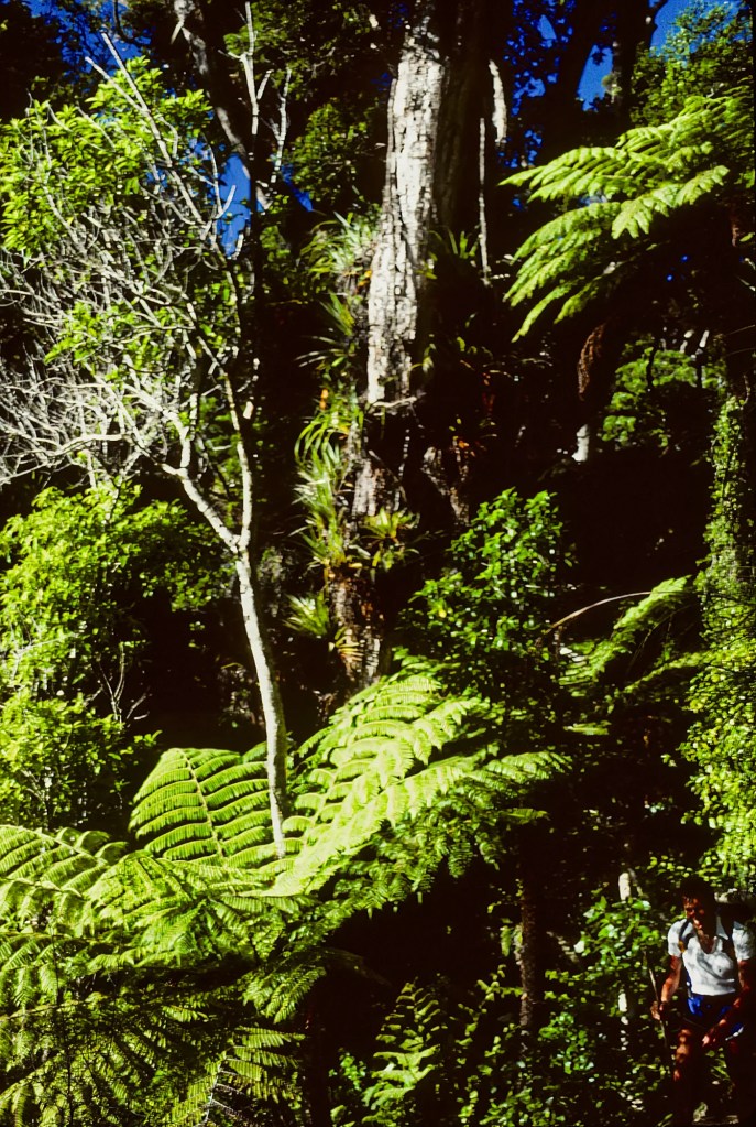 Tree Fern?, Abel Tasman Track, NZ