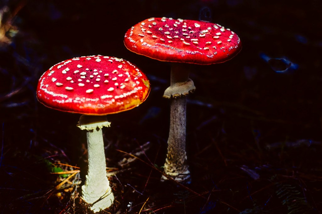 Amanita, Pupu Springs, Takaka, NZ