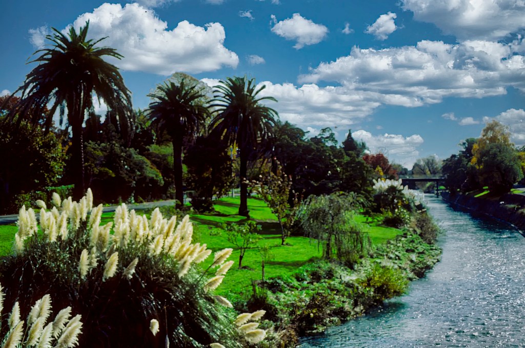 Pampas Grass, Maitai River, Nelson, NZ