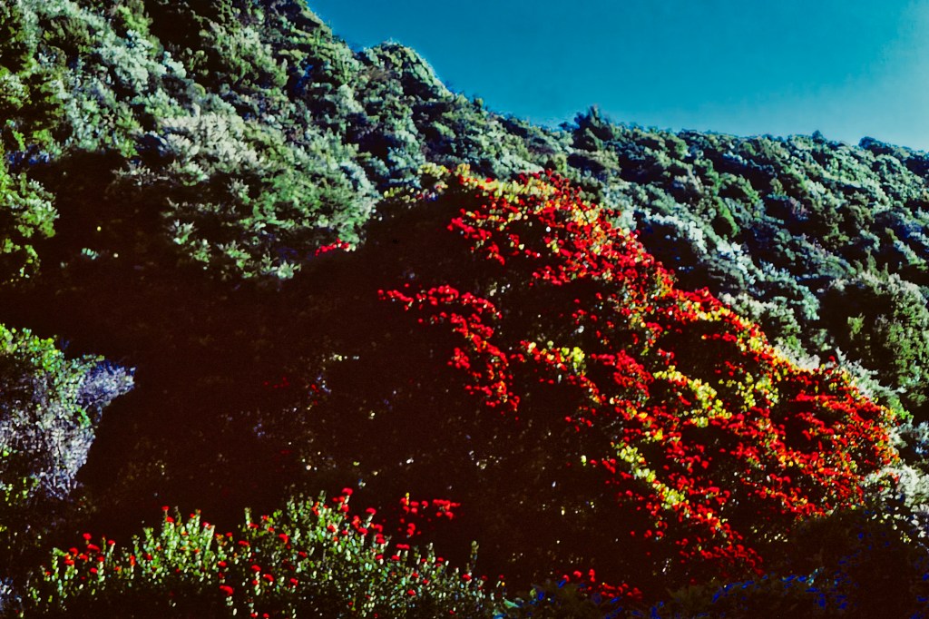 Rātā Trees, Abel Tasman Track, NZ