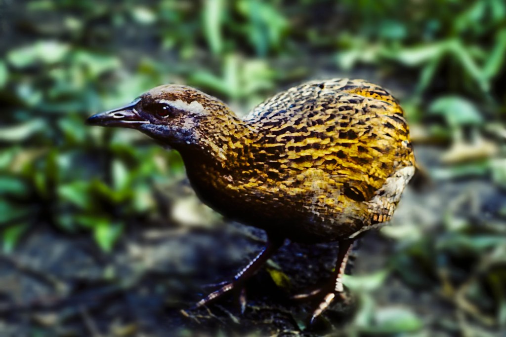 Weka, Anchorage Hut, Abel Tasman Track, NZ