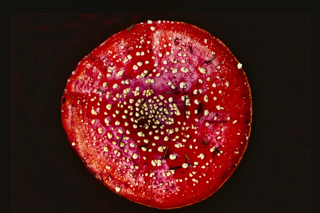 Amanita Fungi, Apple Tree Bay Junction, Abel Tasman Track, NZ
