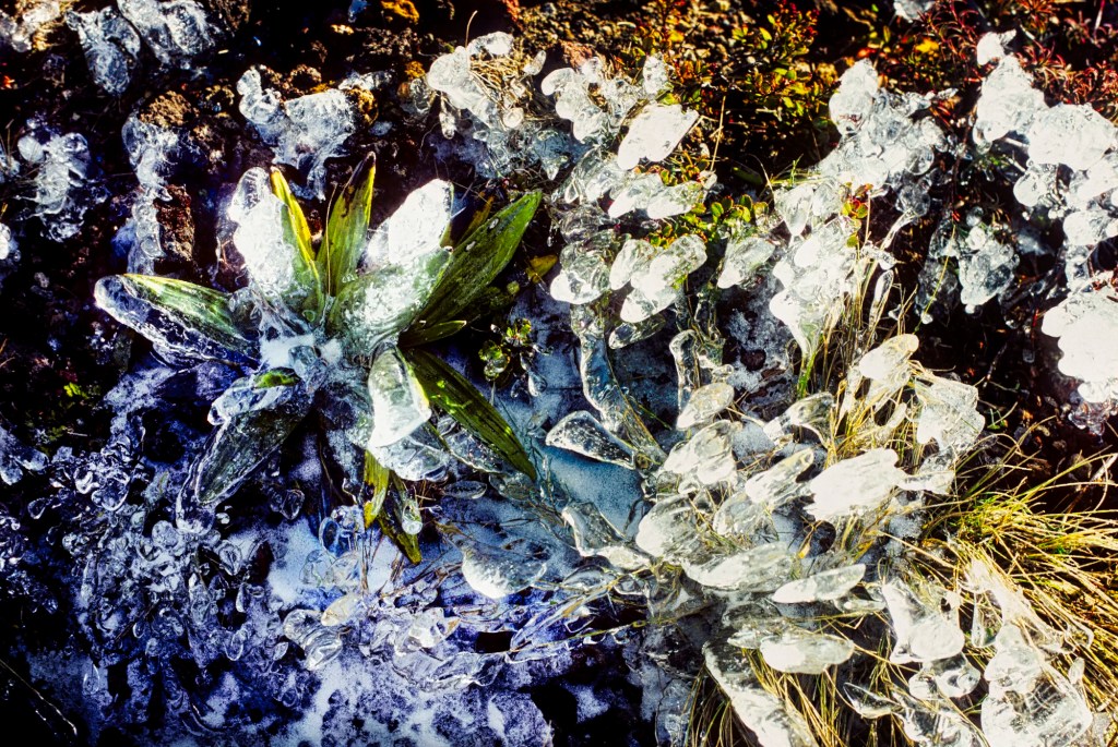 Ice-wrapped Foliage, Tongariro Trek, NZ