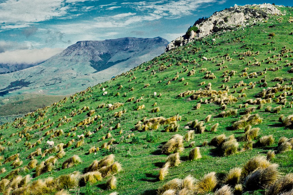 Tussock-draped Port Hills, Christchurch, NZ