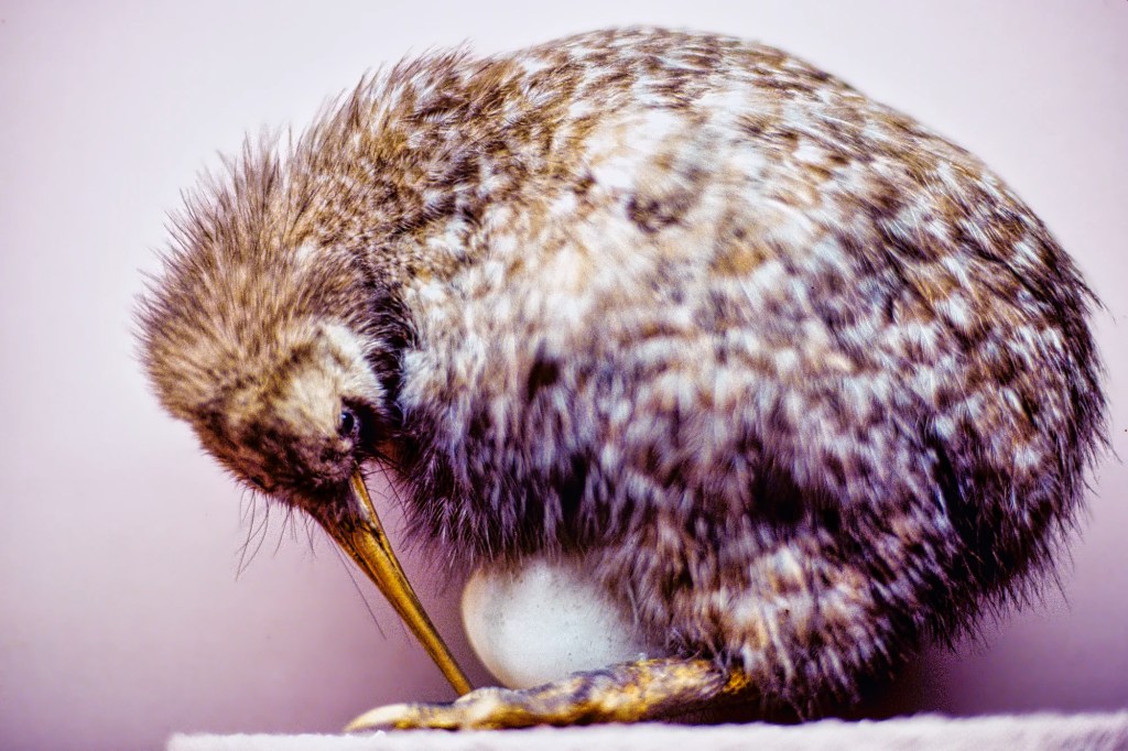 Kiwi and Egg Display, Canterbury Museum, Christchurch, NZ